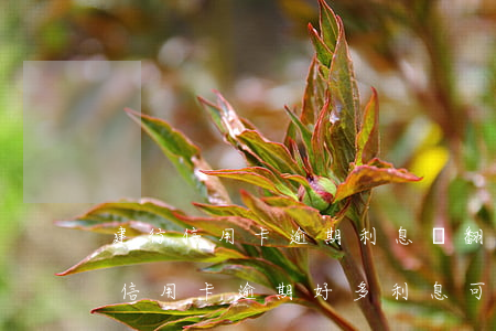建行信用卡逾期利息會翻倍上漲嗎-建行的信用卡逾期好多利息可以申請減免嗎
