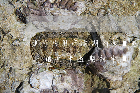 建行信用卡逾期利息減免(建設(shè)銀行信用卡逾期能申請(qǐng)減免至本金嗎)