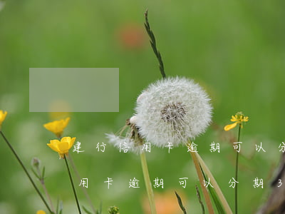 建行信用卡逾期可以分期36期嗎-建行信用卡逾期可以分期36期嗎怎么還
