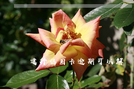 建行信用卡逾期可以解凍嗎