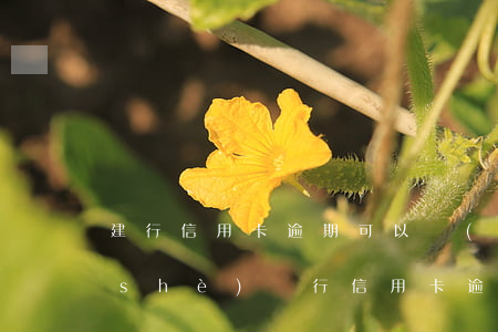 建行信用卡逾期可以開(kāi)卡(建設(shè)銀行信用卡逾期時(shí)間)