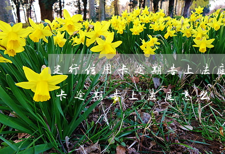 建行信用卡逾期告上法庭怎么辦-建行信用卡逾期告上法庭怎么辦呢