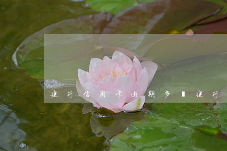 建行信用卡逾期多嗎(建行信用卡逾期多嗎)