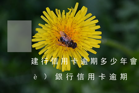 建行信用卡逾期多少年會被起訴(建設(shè)銀行 信用卡 逾期)