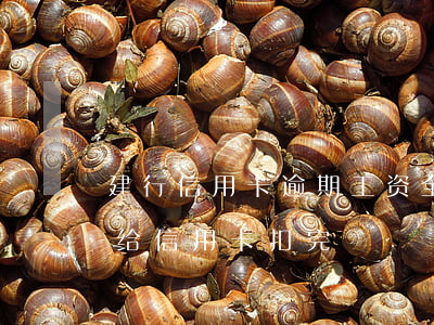 建行信用卡逾期工资全扣(建行工资一到账就给信用卡扣完)
