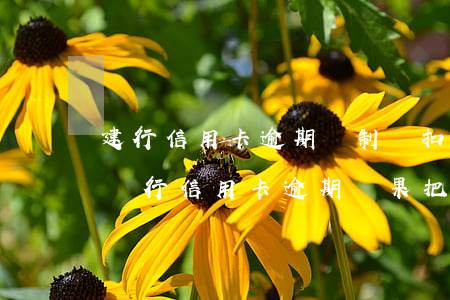建行信用卡逾期強制劃扣是否合法-欠建設銀行信用卡逾期,結果把我儲蓄卡的錢扣了怎么辦