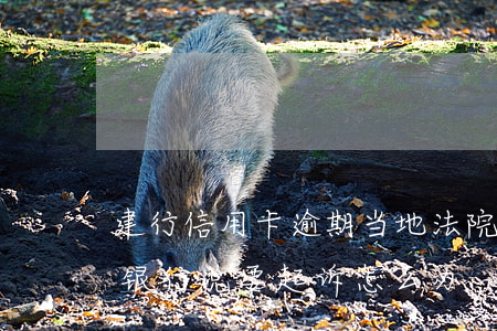 建行信用卡逾期当地法院起(建设银行卡逾期银行说要起诉怎么办)