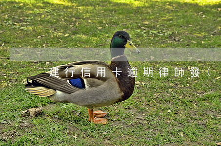 建行信用卡逾期律師發(fā)信息
