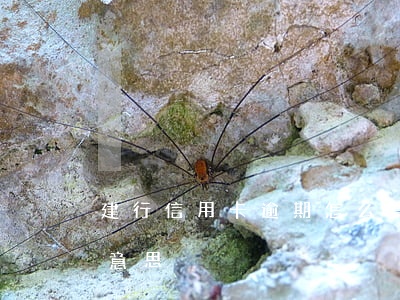 建行信用卡逾期怎么算(建行逾期金額是什么意思)