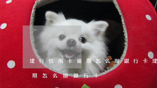 建行信用卡逾期怎么辦銀行卡(建行信用卡逾期怎么辦銀行卡)