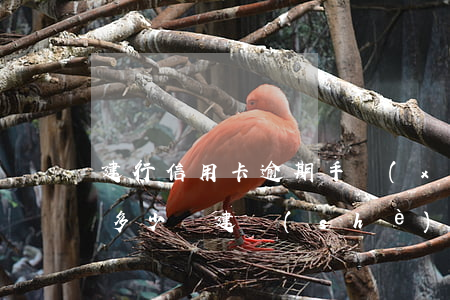 建行信用卡逾期手續(xù)費(fèi)多少錢(建設(shè)銀行信用卡年費(fèi)多少)
