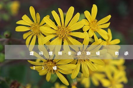 建行信用卡逾期提額(有逾期信用卡會(huì)提額嗎)