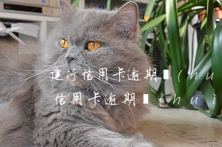 建行信用卡逾期會(huì)有提醒嗎(建行信用卡逾期會(huì)有提醒嗎微信)