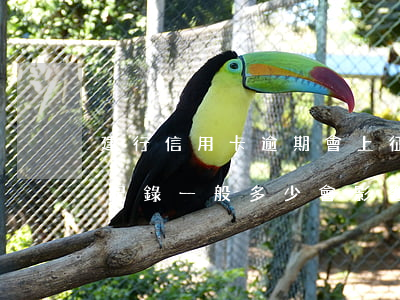 建行信用卡逾期會上征信嗎(建行信用卡逾期記錄一般多少會影響征信)