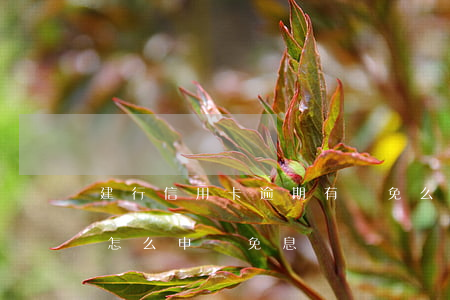 建行信用卡逾期有減免么(建行信用卡逾期后怎么申請免息)