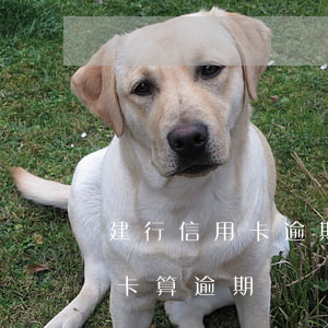建行信用卡逾期未提醒(建行推遲一天還信用卡算逾期嗎?)