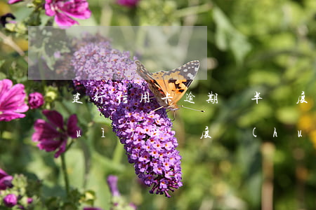 建行信用卡逾期減半額度(信用卡逾期會(huì)降額度,會(huì)降多少)