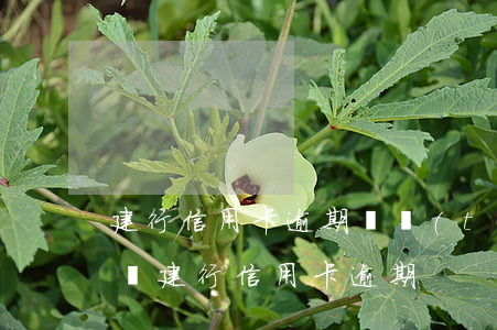 建行信用卡逾期狀態(tài)不正常怎么辦 建行 信用卡 逾期