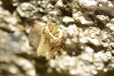 建行信用卡逾期申請復議在哪里找-建行信用卡逾期申請復議在哪里找電話