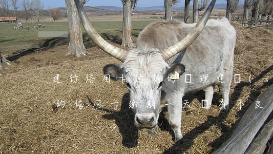 建行信用卡逾期的處理 建設(shè)銀行的信用卡逾期一天會有不良記錄