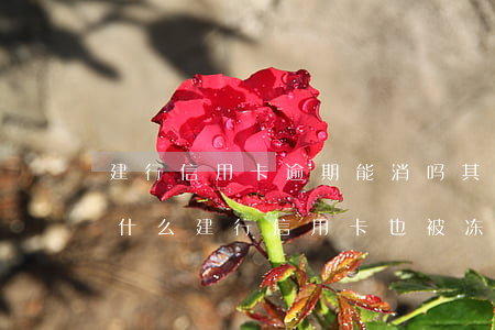 建行信用卡逾期能消吗(其它行信用卡逾期为什么建行信用卡也被冻结)