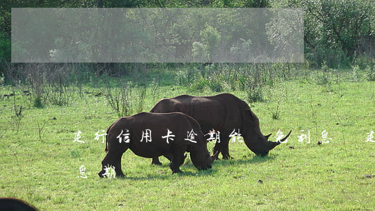 建行信用卡逾期能減免利息嗎(建行信用卡 免息期)