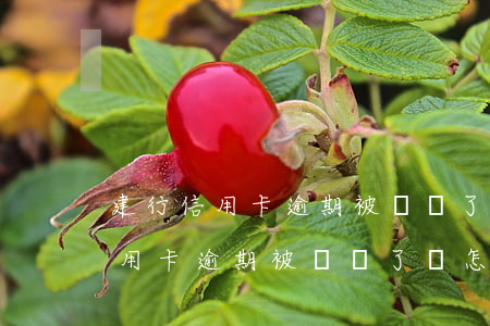 建行信用卡逾期被凍結了會怎么樣-建行信用卡逾期被凍結了會怎么樣嗎