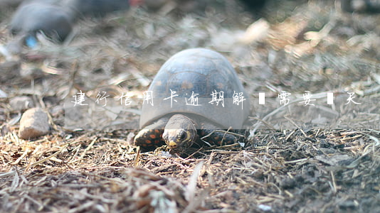 建行信用卡逾期解鎖需要幾天