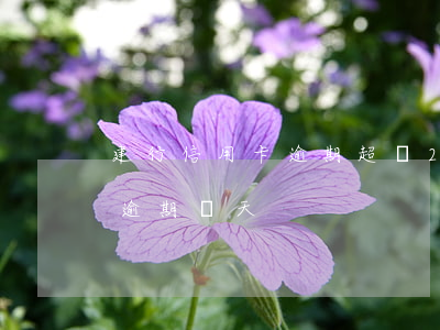 建行信用卡逾期超過200天 建行信用卡能逾期幾天