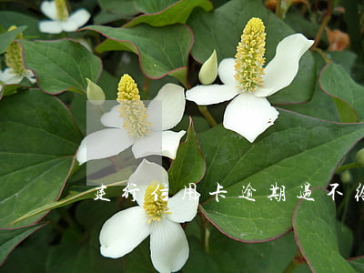 建行信用卡逾期过不给提额