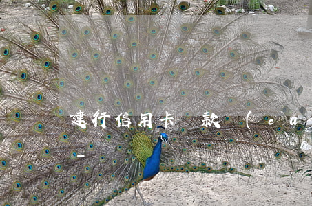 建行信用卡還款錯(cuò)還龍卡貸吧了-