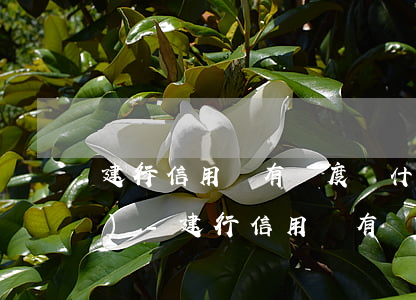 建行信用貸有額度為什么貸不出來(lái)-建行信用貸有額度為什么貸不出來(lái)解決辦法