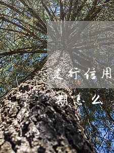 建行信用逾期申請分期(建行信用逾期申請分期怎么辦)