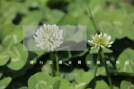建行公積金貸款逾期利息(公積金房貸逾期)