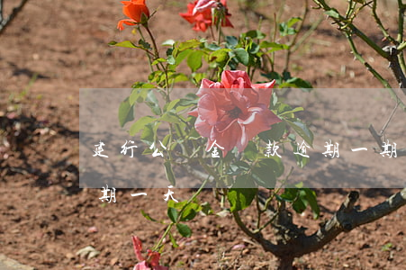 建行公積金還款逾期一期(住房公積金還款逾期一天)