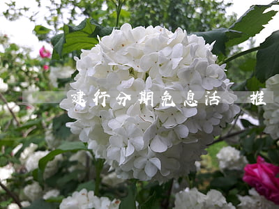建行分期免息活動推廣(建行推銷分期)