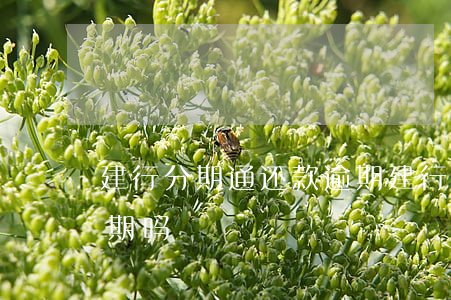 建行分期通还款逾期(建行分期通还款有宽限期吗)