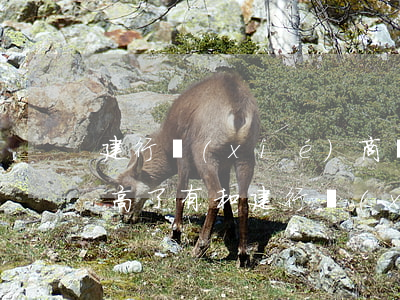 建行協(xié)商還款手續(xù)費太高了(有和建行協(xié)商成功的嗎)