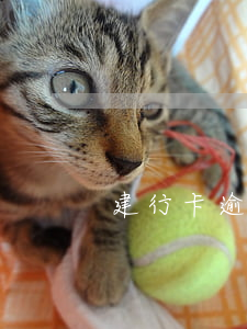 建行卡逾期3個(gè)月