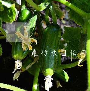 建行快貸信用卡存在逾期(建行快貸 逾期時間)