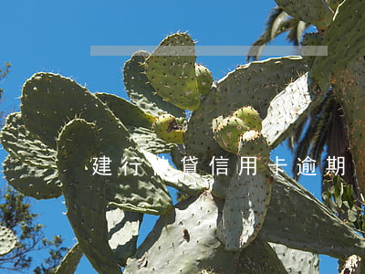 建行快貸 信用卡逾期