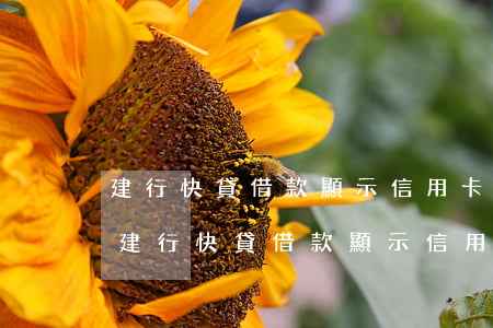 建行快貸借款顯示信用卡連續(xù)逾期(建行快貸借款顯示信用卡連續(xù)逾期怎么辦)