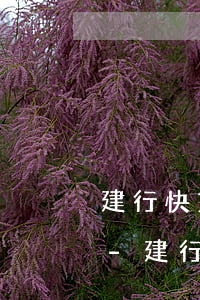 建行快貸逾期兩天還會(huì)有額度嘛-建行快貸逾期兩天還會(huì)有額度嘛怎么辦