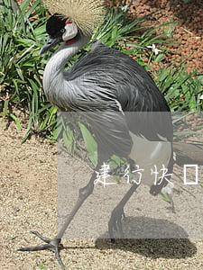 建行快貸逾期后還能使用(建行快貸 逾期時間)
