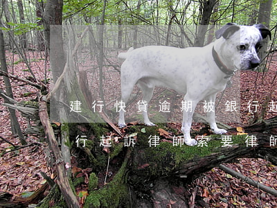 建行快貸逾期被銀行起訴(建行快貸逾期被銀行起訴律師索要律師費)