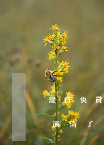 建行快貸還清了怎么還說有逾期-建行快貸還清了怎么還說有逾期記錄