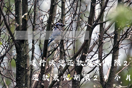 建行快贷还款最长期限24个月-建行快贷还款最长期限24个月怎么算