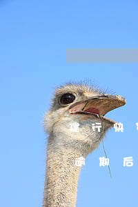 建行快贷逾期协商能减免利息吗-建行快贷逾期后,可以申请减免利息吗