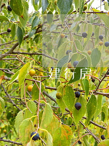 建行房貸逾期2次嚴(yán)重不