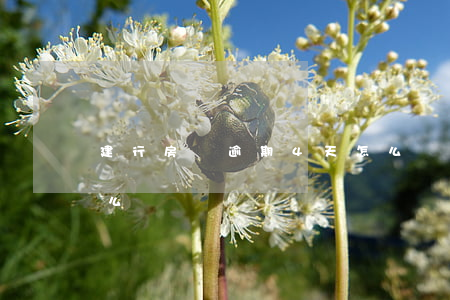 建行房貸逾期4天怎么辦(房貸逾期了四天怎么辦)